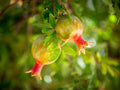 Israeli Holy Land Green Red Young Pomegranates Rimonim — Kitchen