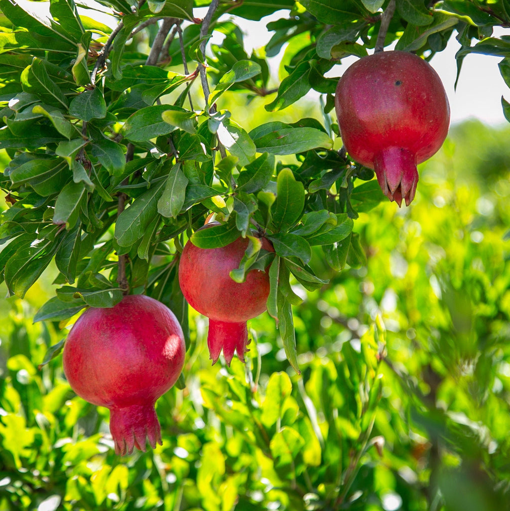Holy Land Red Pomegranates Rimonim Tree — Kitchen