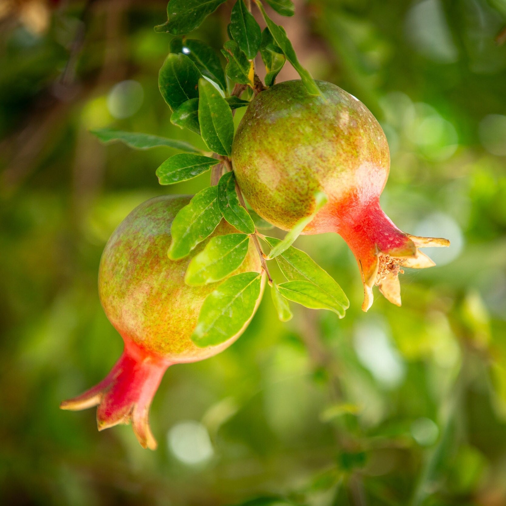 Israeli Holy Land Green Red Young Pomegranates Rimonim — Kitchen