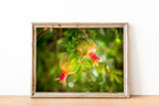 Israeli Holy Land Green Red Young Pomegranates Rimonim — Kitchen