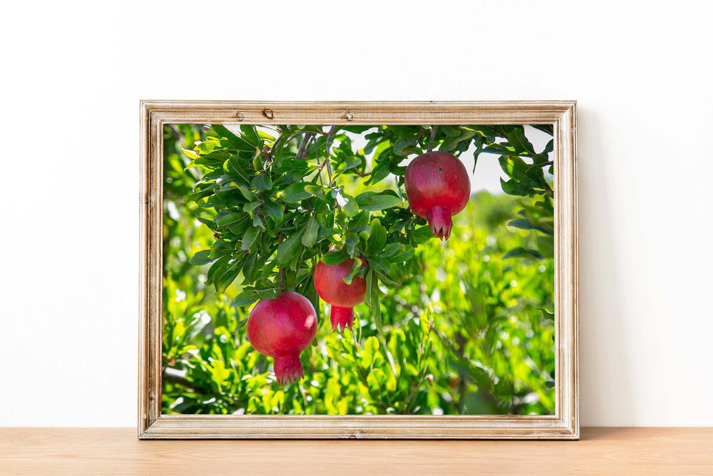 Holy Land Red Pomegranates Rimonim Tree — Kitchen