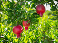 Holy Land Red Pomegranates Rimonim Tree — Kitchen