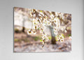 Israeli Almond Blossom Trees at Sunset — Holy Land Nature