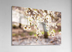 Israeli Almond Blossom Trees at Sunset — Holy Land Nature
