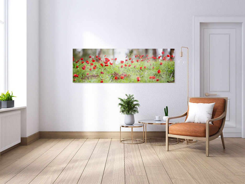 Panoramic Red Wild Anemone Flowers and Trees — Israeli Holy Land Country