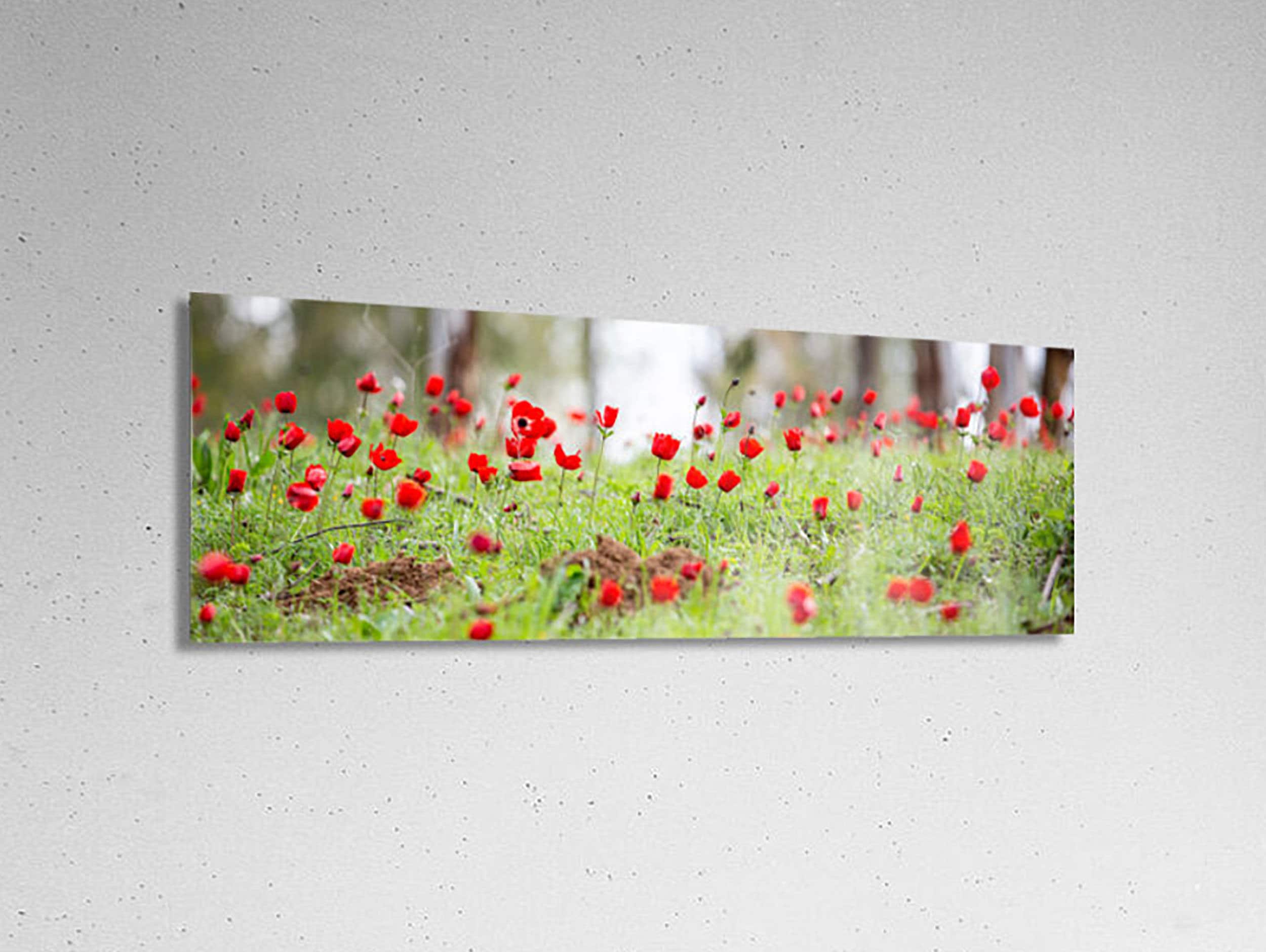Panoramic Red Wild Anemone Flowers and Trees — Israeli Holy Land Country