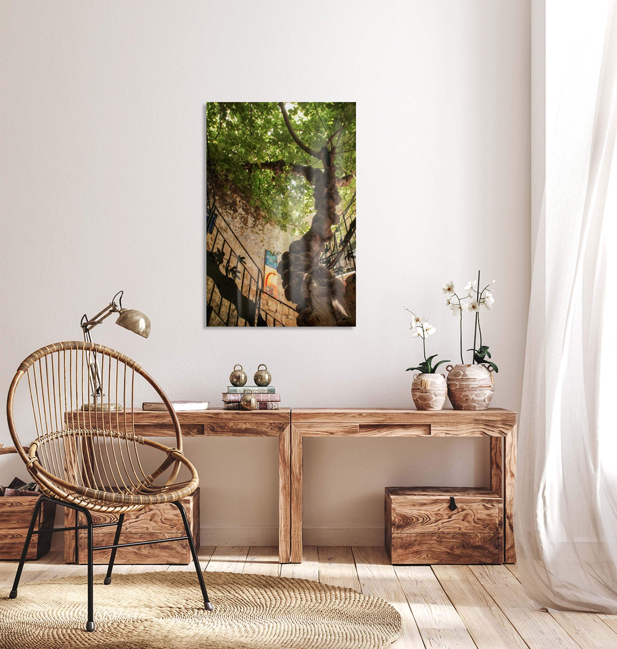 Israeli Holy Land Ancient Fig Tree — Old City Pedestrian Street of Safed — Tzfat