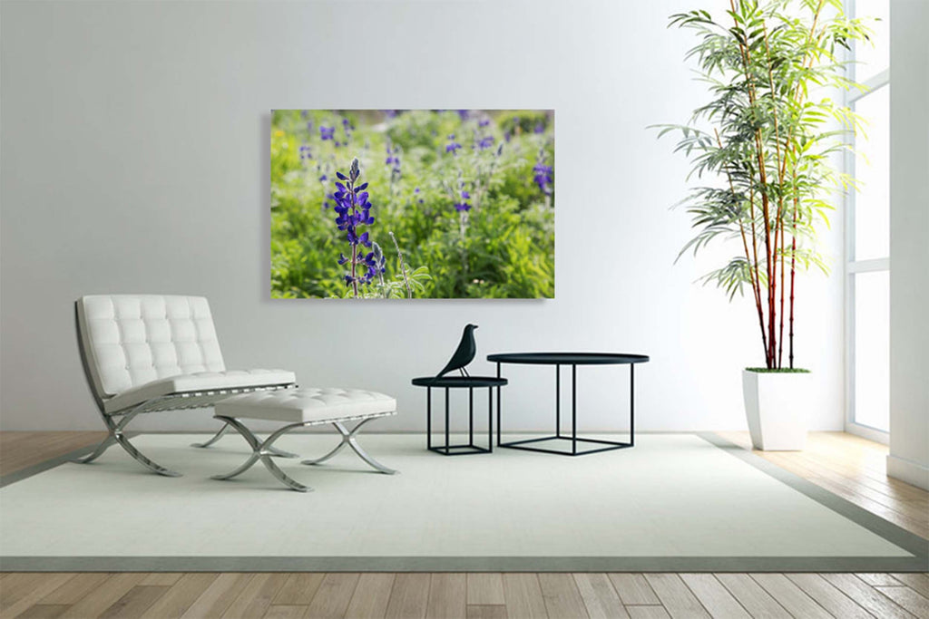 Holy Land Israeli Green and Purple Landscape — Wild Lupine Flowers