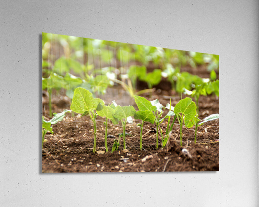 Holy Land Israeli Green Leaves in Field — Israel Nature Photography