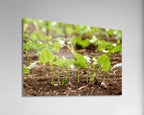 Holy Land Israeli Green Leaves in Field — Israel Nature Photography