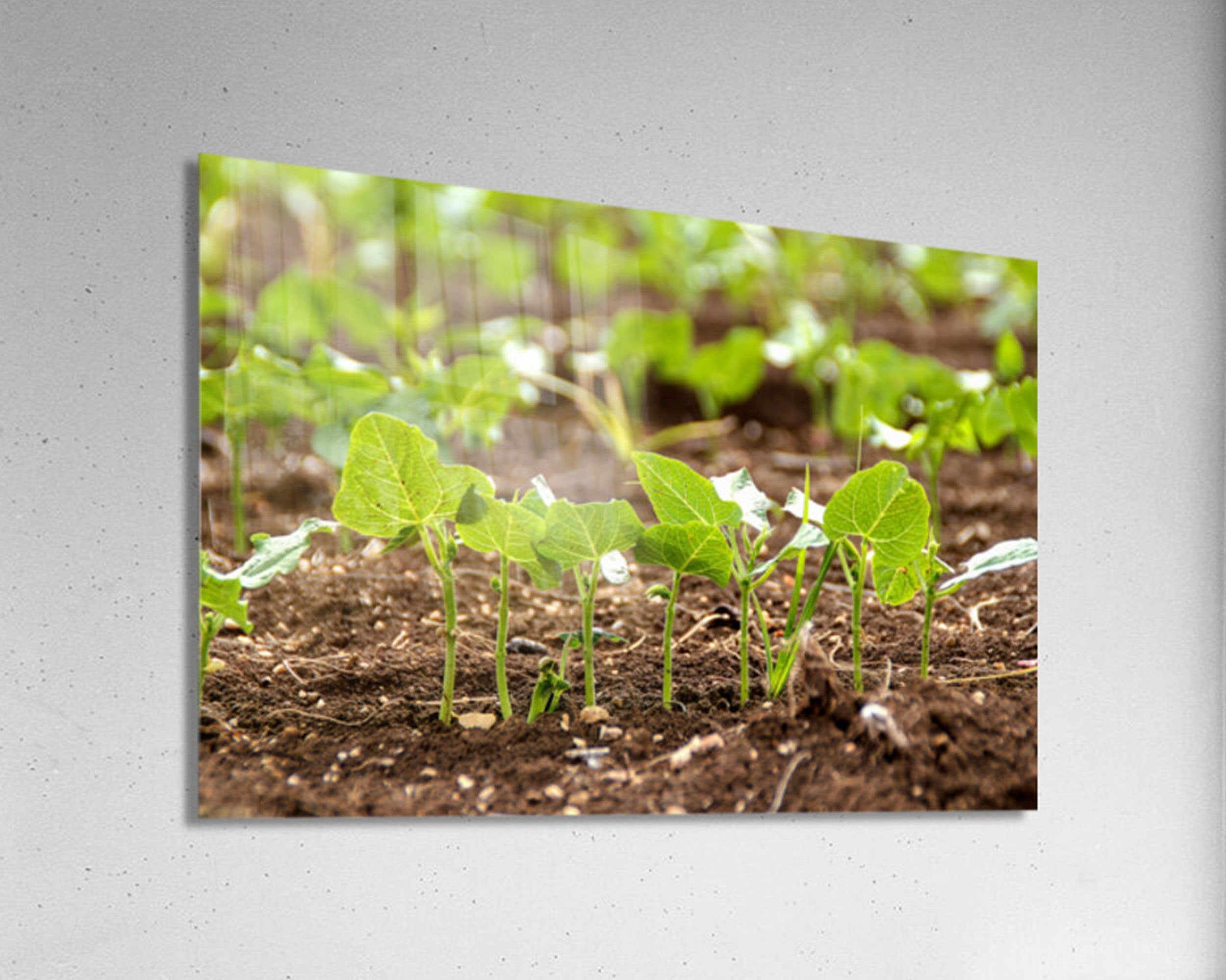 Holy Land Israeli Green Leaves in Field — Israel Nature Photography