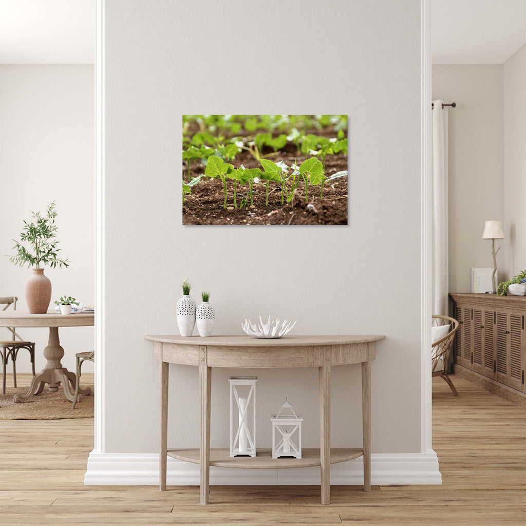 Holy Land Israeli Green Leaves in Field — Israel Nature Photography