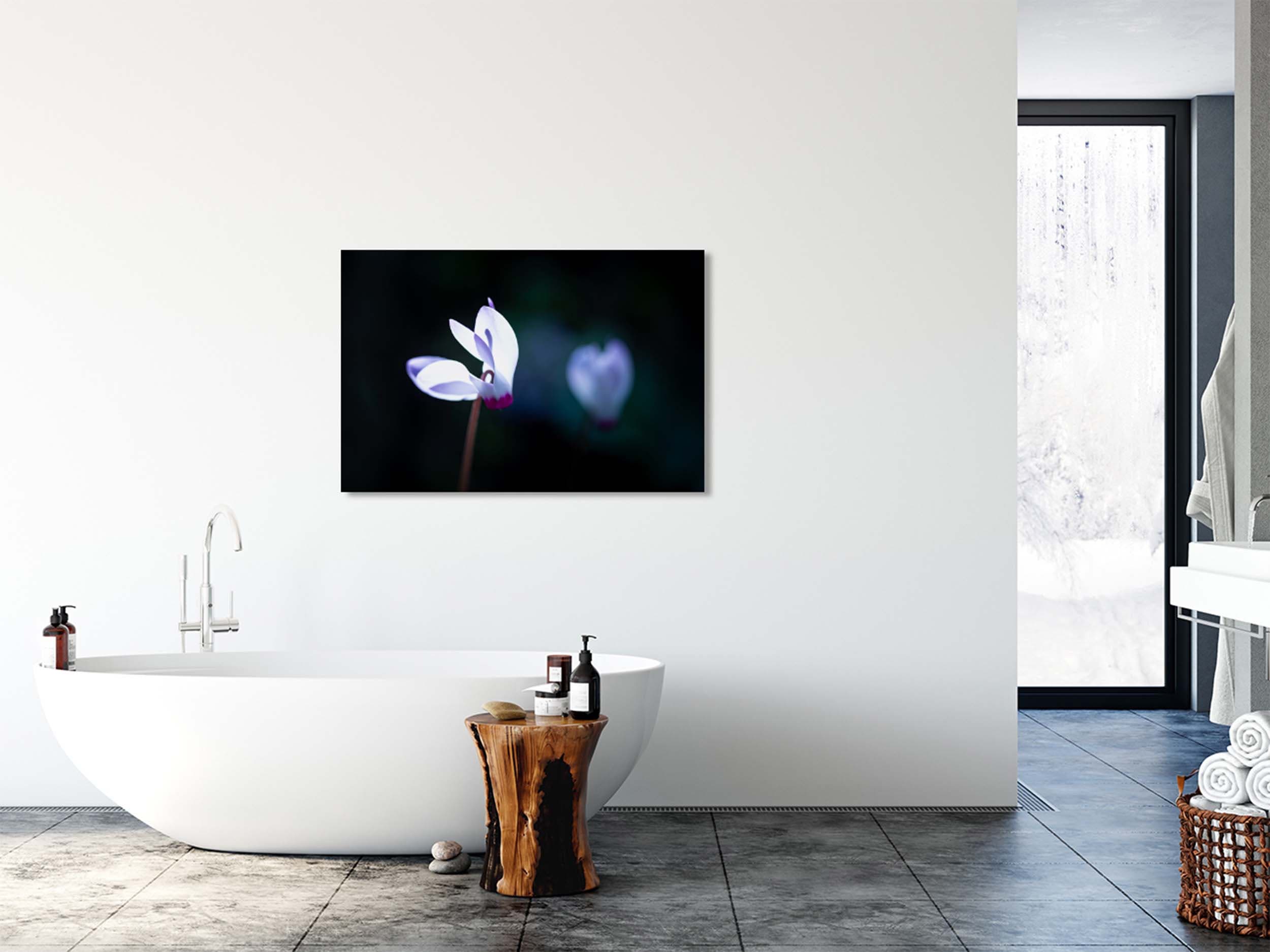 White and Pink Cyclamen Rakefet Flower — Israeli Holy Land Nature