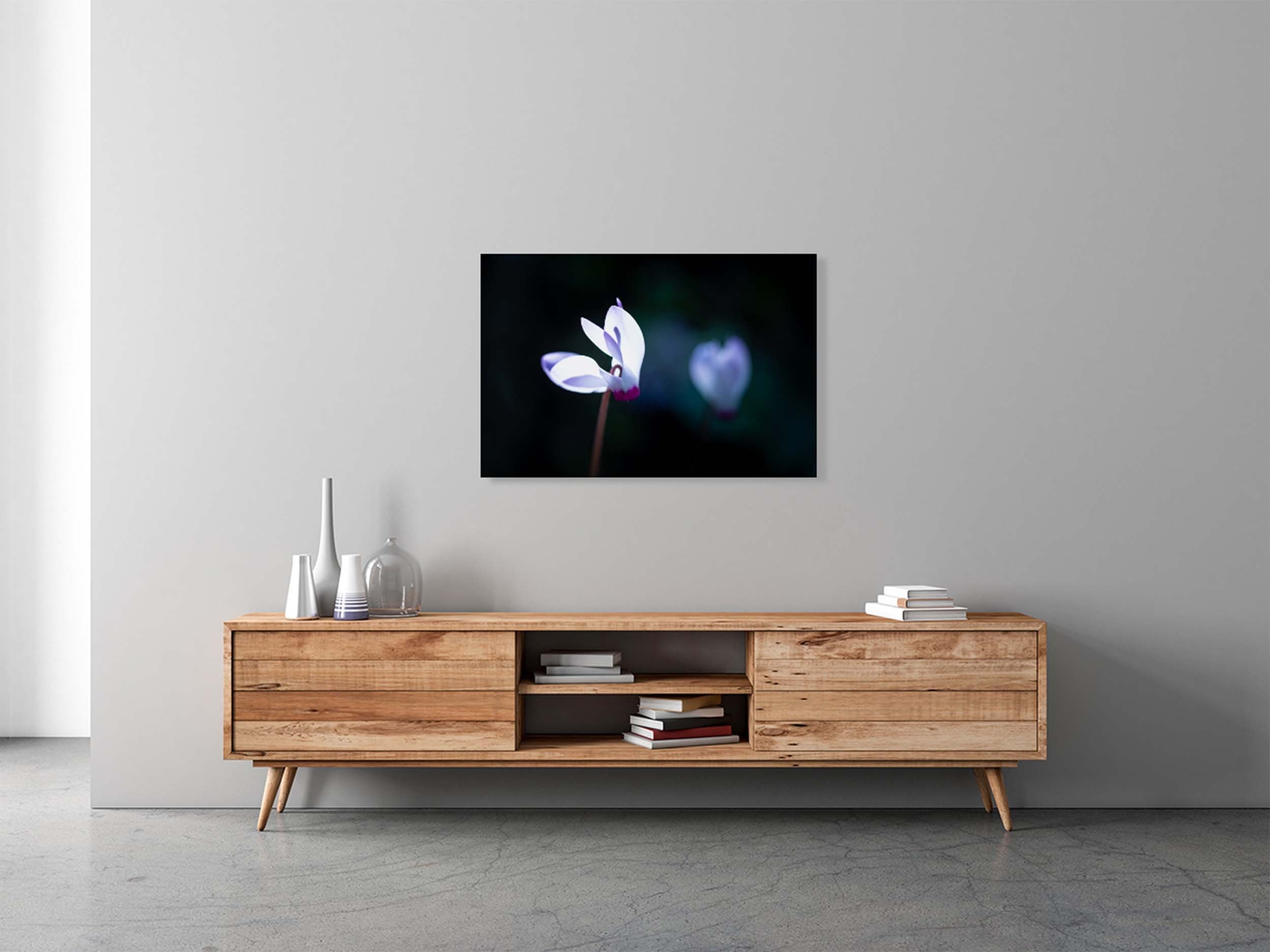 White and Pink Cyclamen Rakefet Flower — Israeli Holy Land Nature