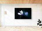 White and Pink Cyclamen Rakefet Flower — Israeli Holy Land Nature