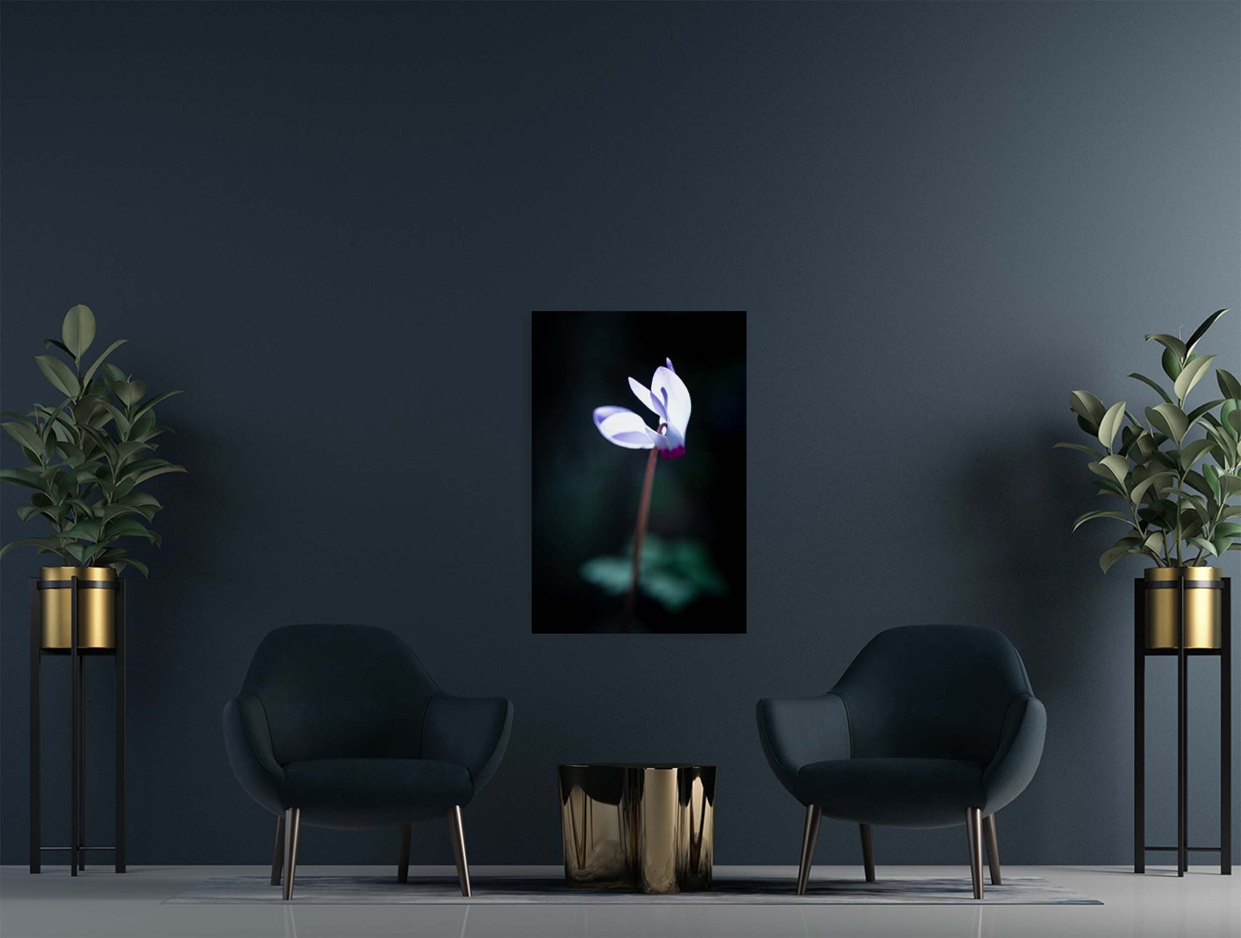 White and Pink Cyclamen Rakefet Flower in the Sunset Light — Israeli Holy Land Nature