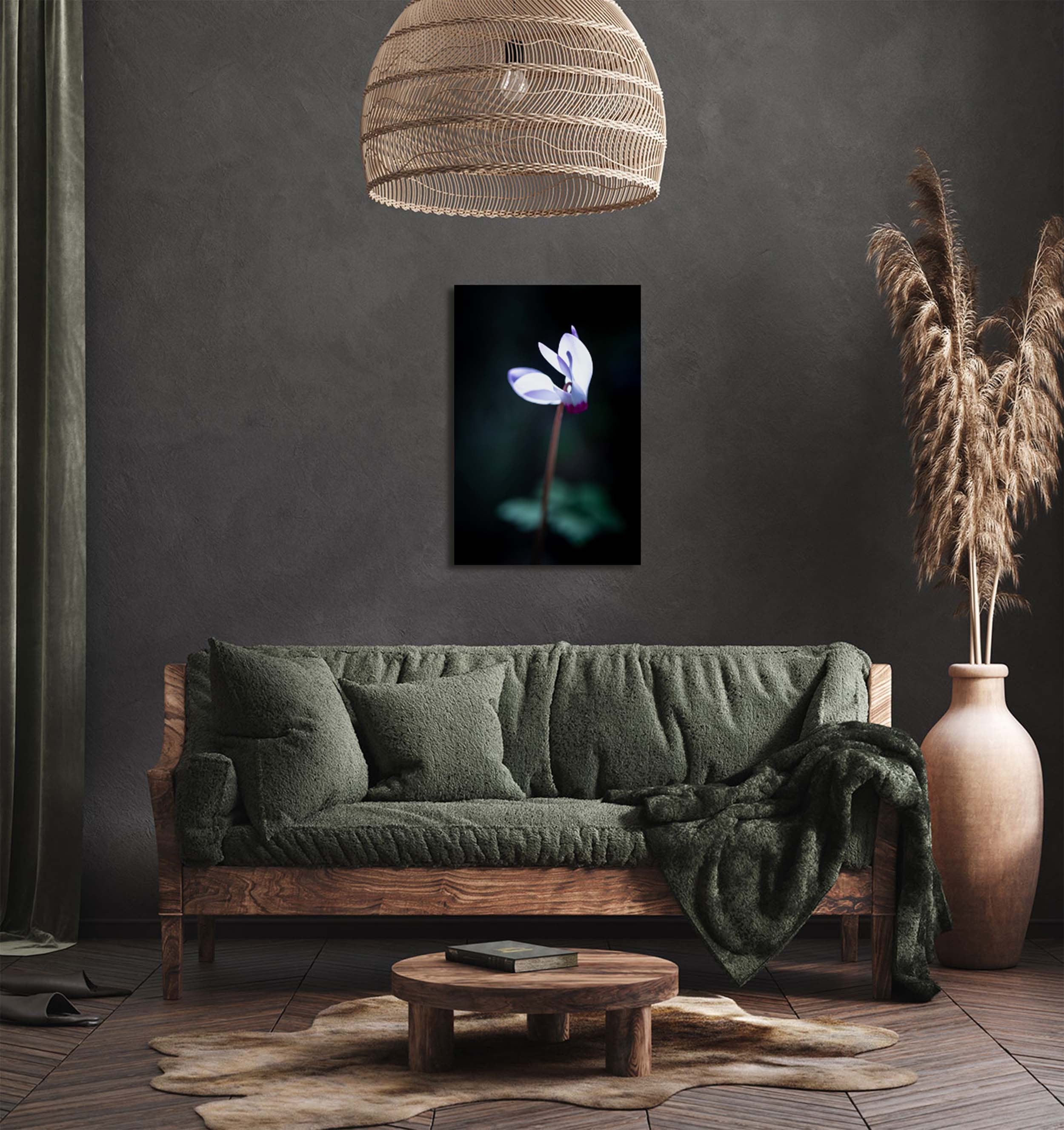 White and Pink Cyclamen Rakefet Flower in the Sunset Light — Israeli Holy Land Nature