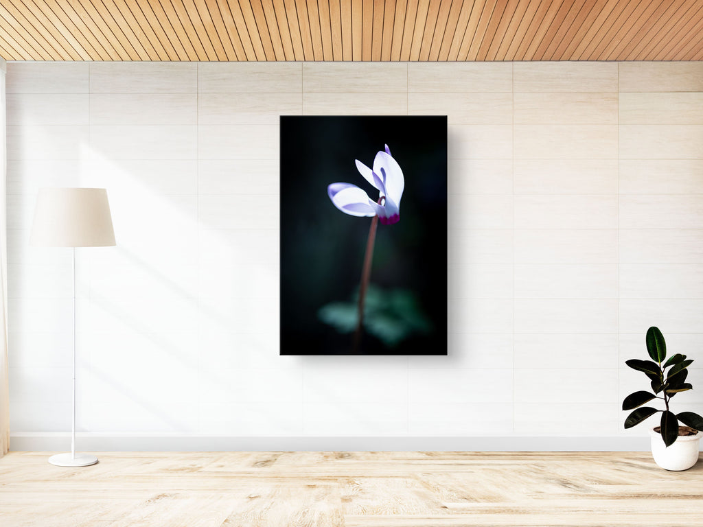 White and Pink Cyclamen Rakefet Flower in the Sunset Light — Israeli Holy Land Nature