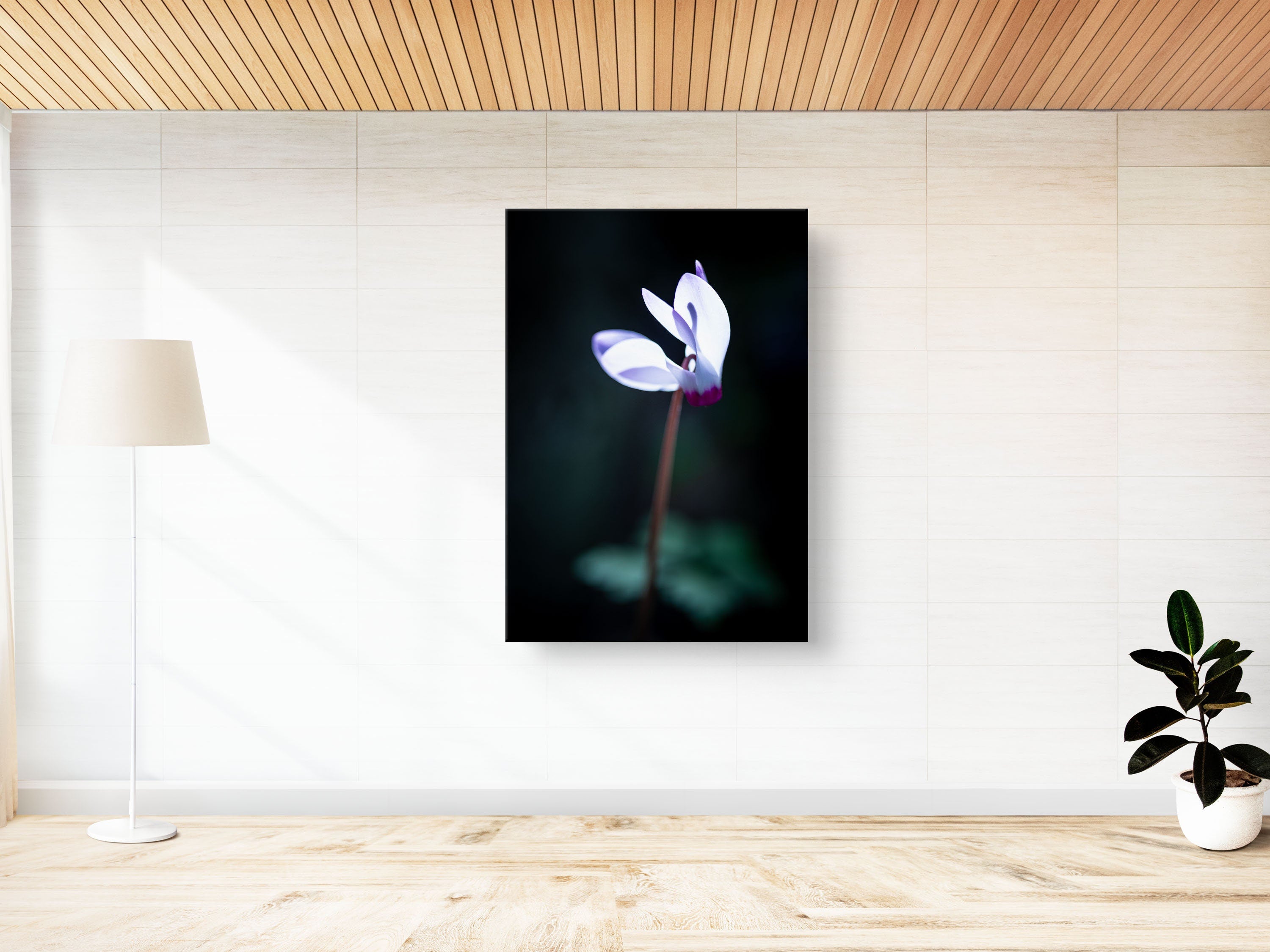 White and Pink Cyclamen Rakefet Flower in the Sunset Light — Israeli Holy Land Nature
