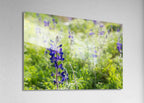 Holy Land Israeli Green and Purple Landscape — Wild Lupine Flowers