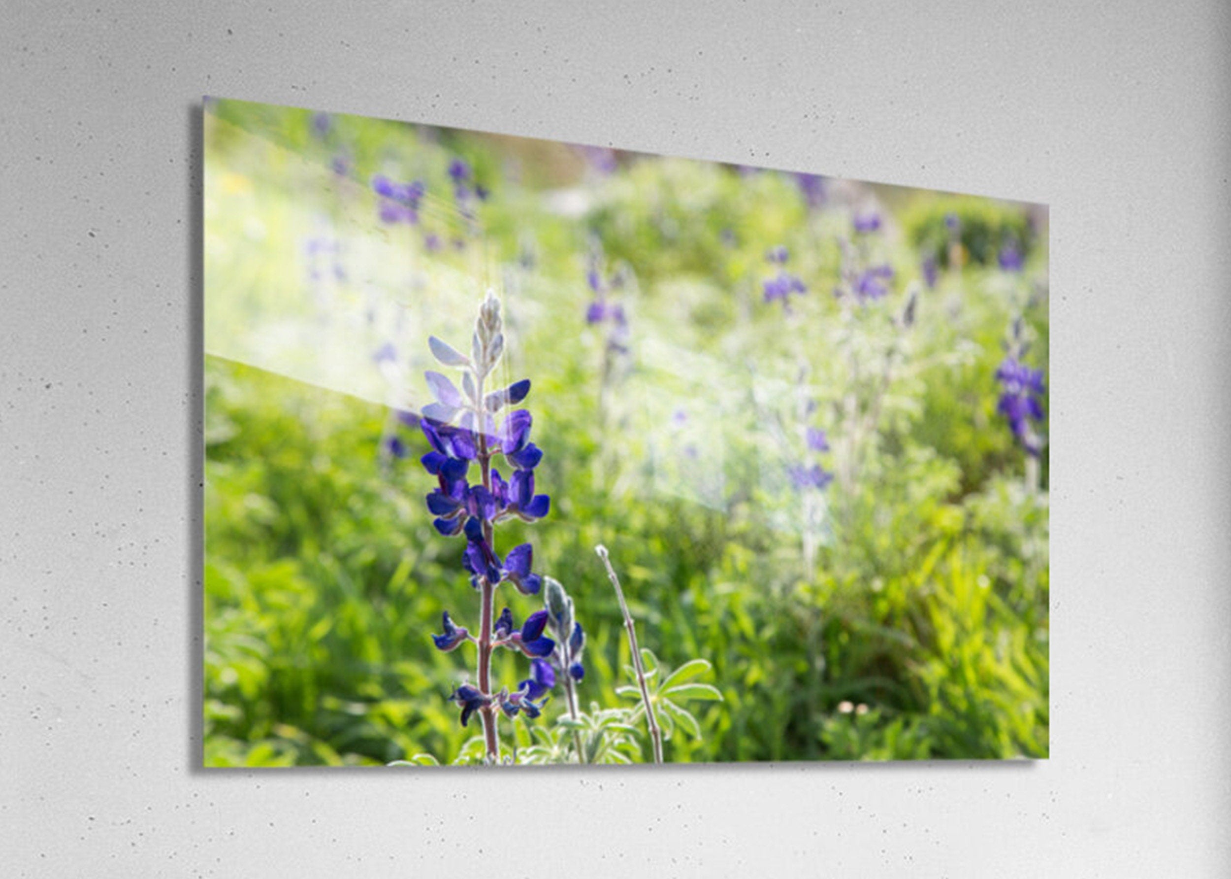 Holy Land Israeli Green and Purple Landscape — Wild Lupine Flowers