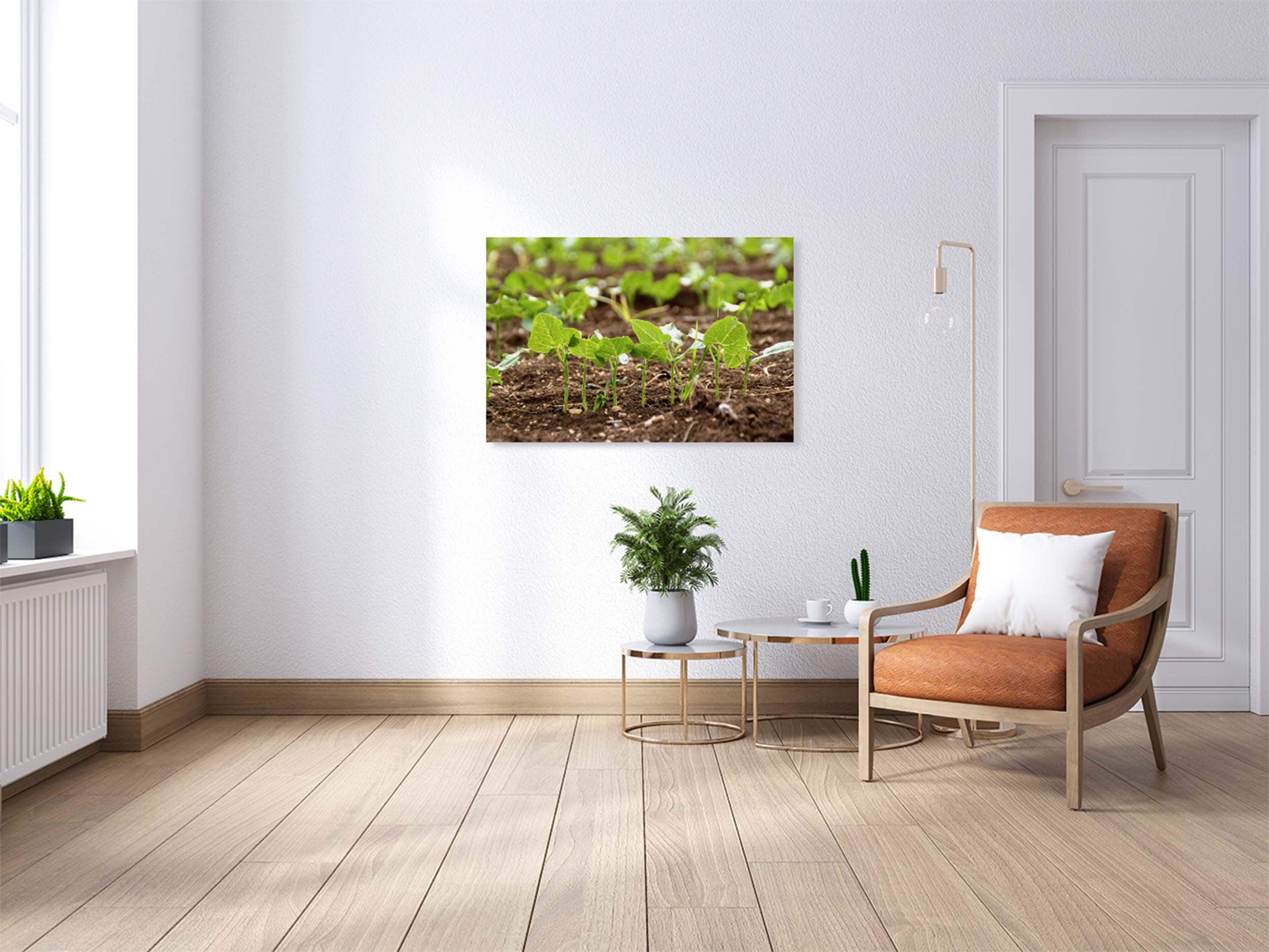Holy Land Israeli Green Leaves in Field — Israel Nature Photography
