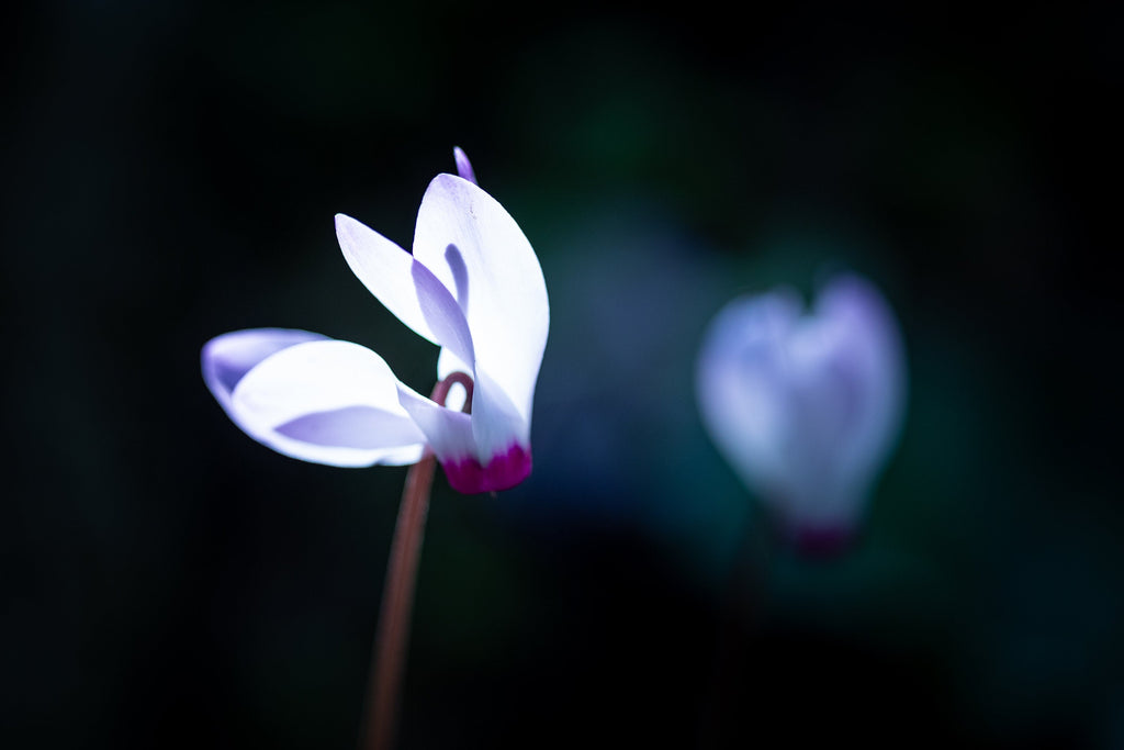 White and Pink Cyclamen Rakefet Flower — Israeli Holy Land Nature