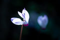 White and Pink Cyclamen Rakefet Flower — Israeli Holy Land Nature