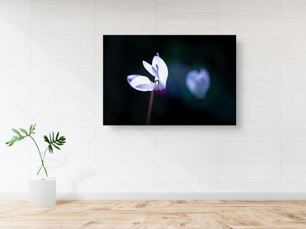 White and Pink Cyclamen Rakefet Flower — Israeli Holy Land Nature