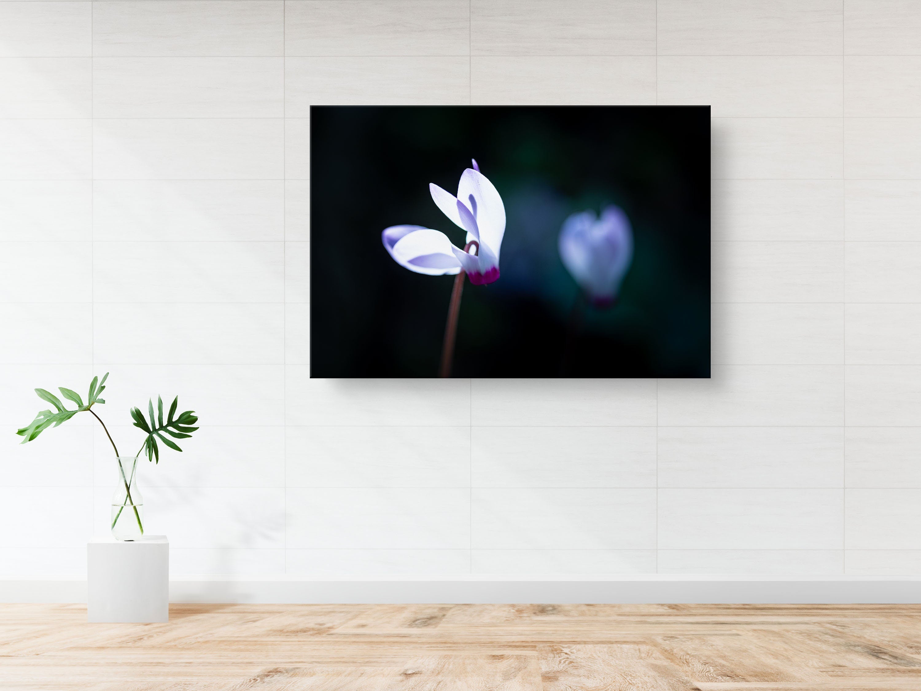 White and Pink Cyclamen Rakefet Flower — Israeli Holy Land Nature