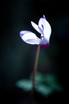 White and Pink Cyclamen Rakefet Flower in the Sunset Light — Israeli Holy Land Nature