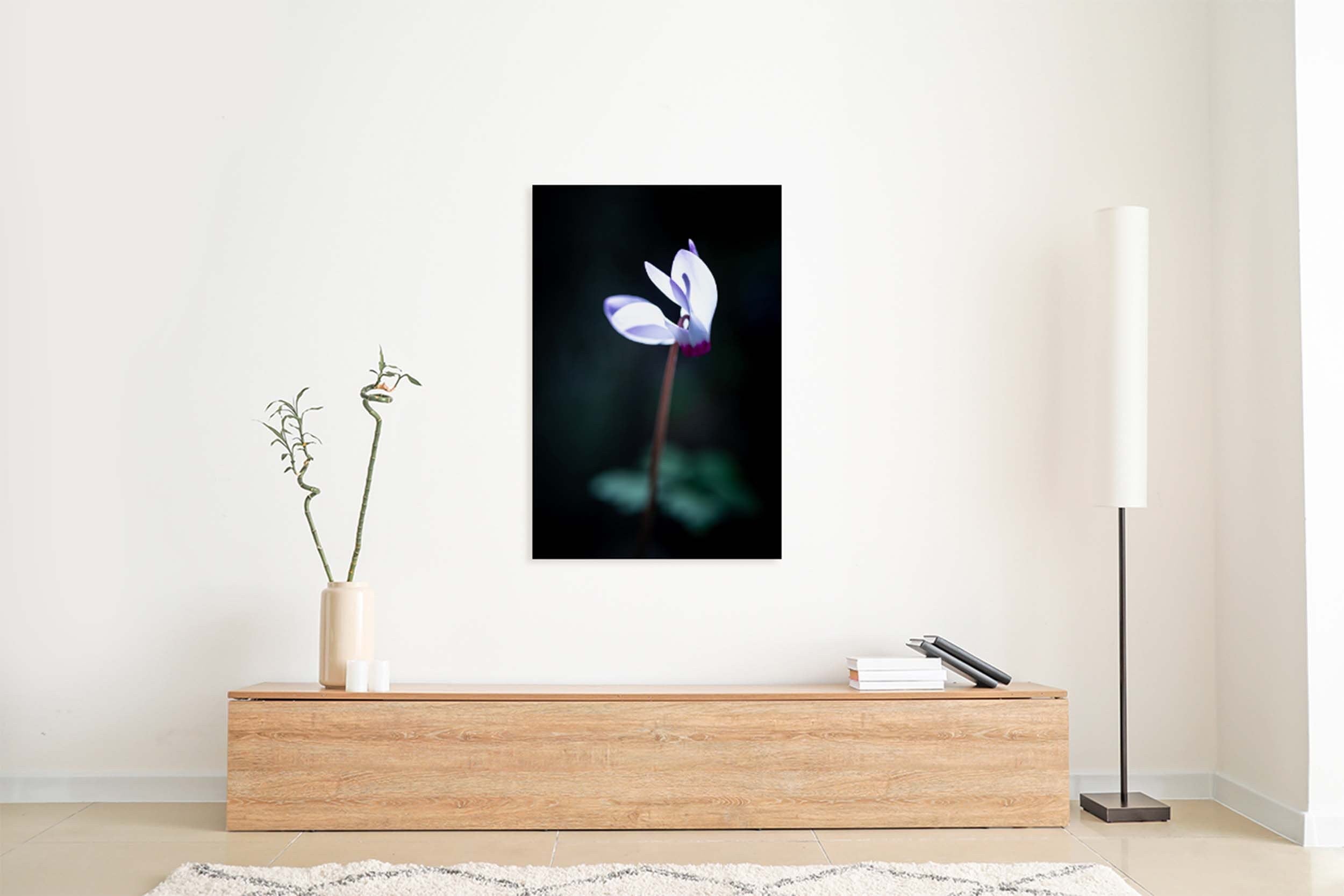 White and Pink Cyclamen Rakefet Flower in the Sunset Light — Israeli Holy Land Nature