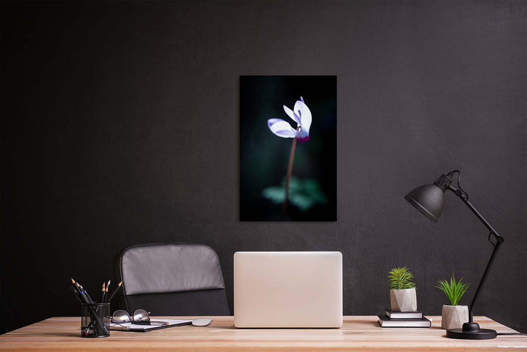 White and Pink Cyclamen Rakefet Flower in the Sunset Light — Israeli Holy Land Nature