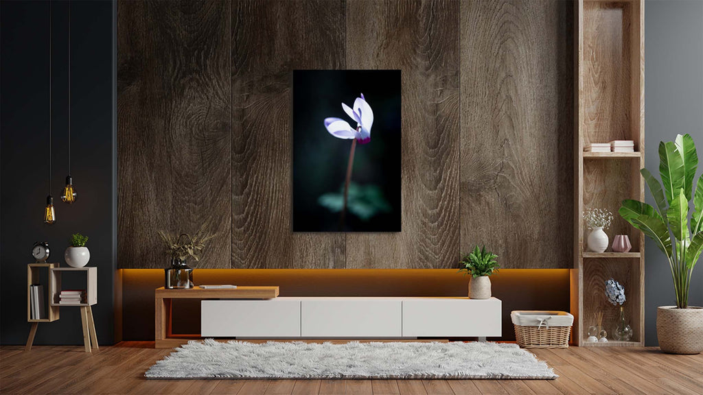 White and Pink Cyclamen Rakefet Flower in the Sunset Light — Israeli Holy Land Nature