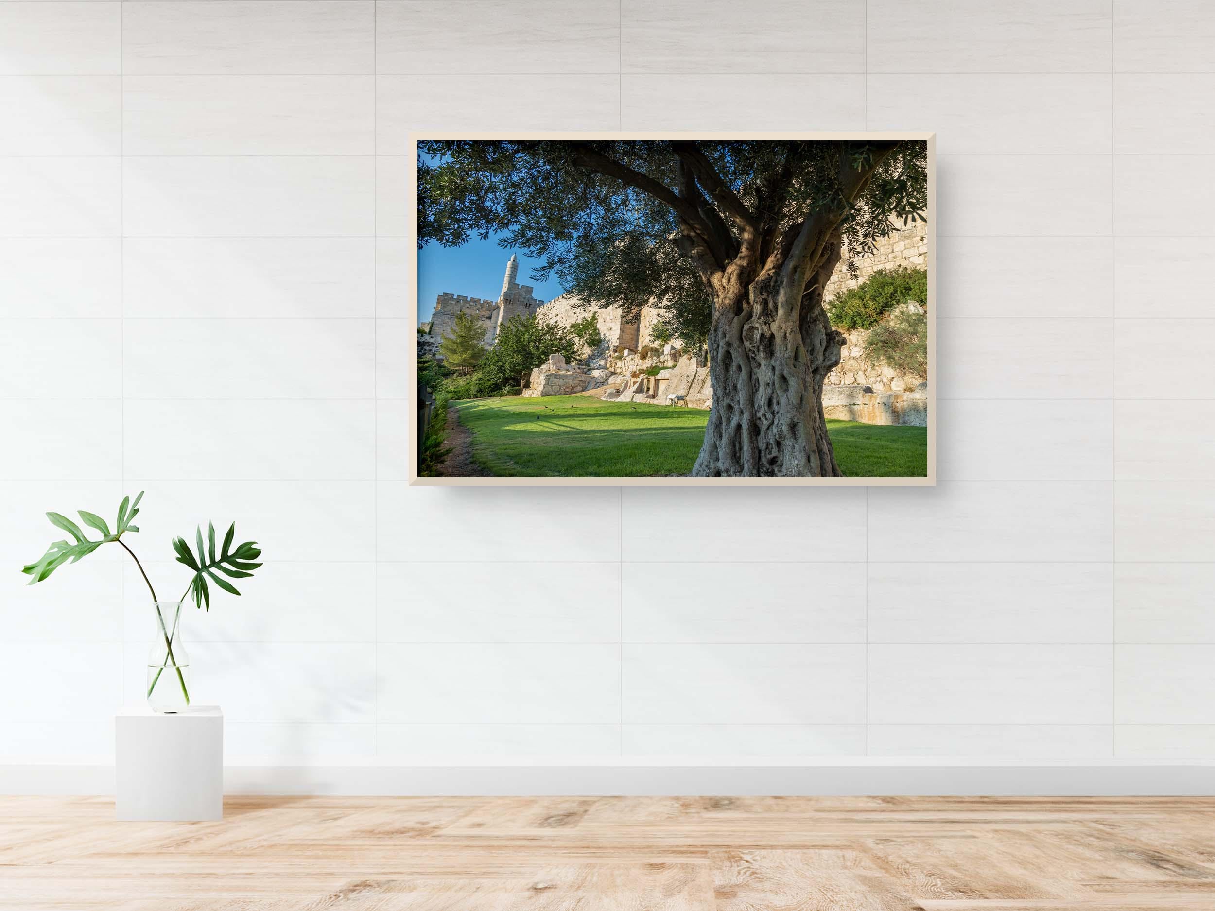 Jerusalem Old City Walls With Olive Tree & David Citadel