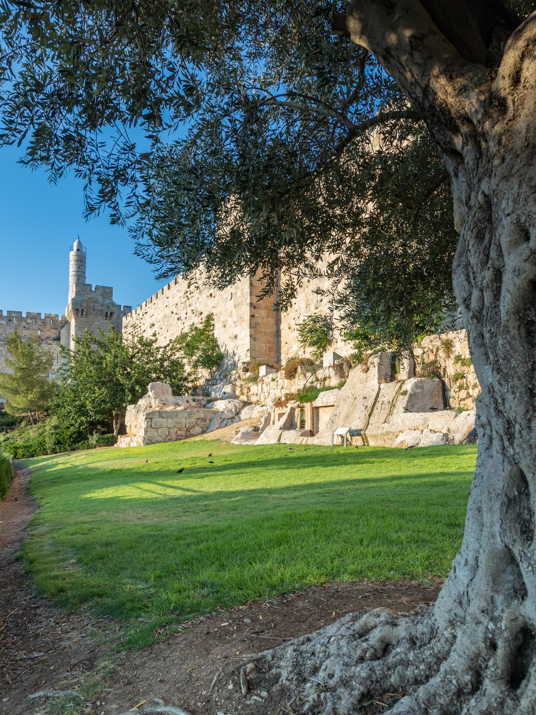 Olive Tree with Jerusalem Old City Walls & David Citadel