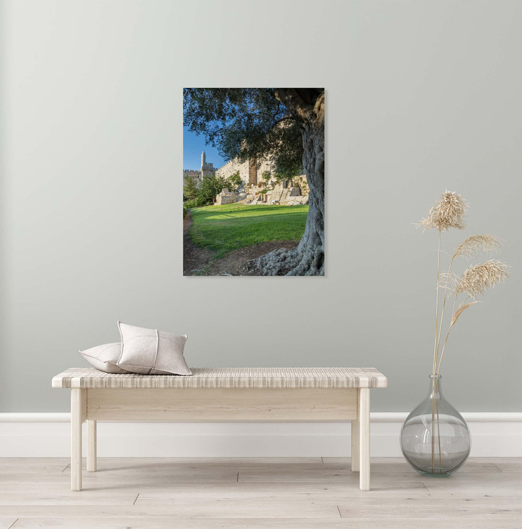 Olive Tree with Jerusalem Old City Walls & David Citadel