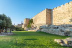 Jerusalem Old City Walls, Old Olive Trees & David Citadel