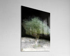 The Green Olive Tree Impressionist Painting by Night - National Tree of the Holy Land Israel - 7 Species of Israel
