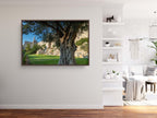 Jerusalem Old City Walls With Olive Tree & David Citadel