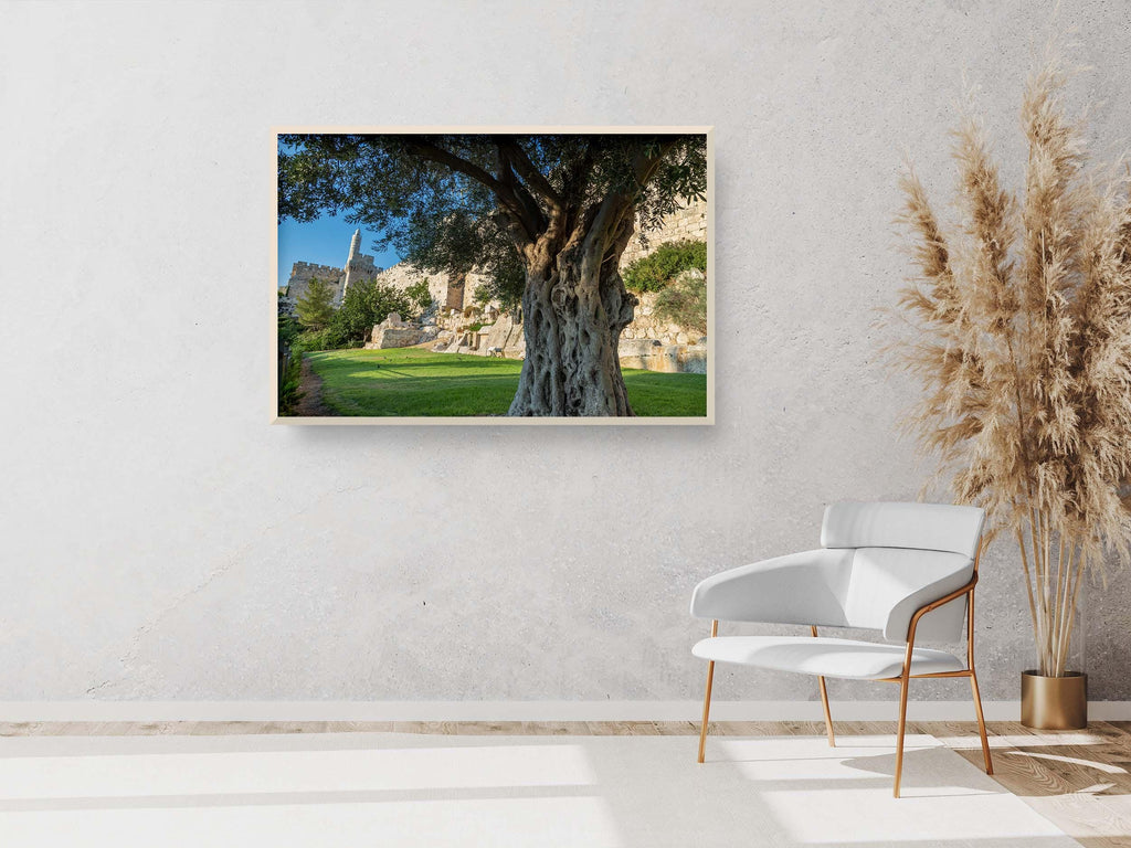Jerusalem Old City Walls With Olive Tree & David Citadel