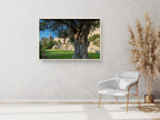 Jerusalem Old City Walls With Olive Tree & David Citadel