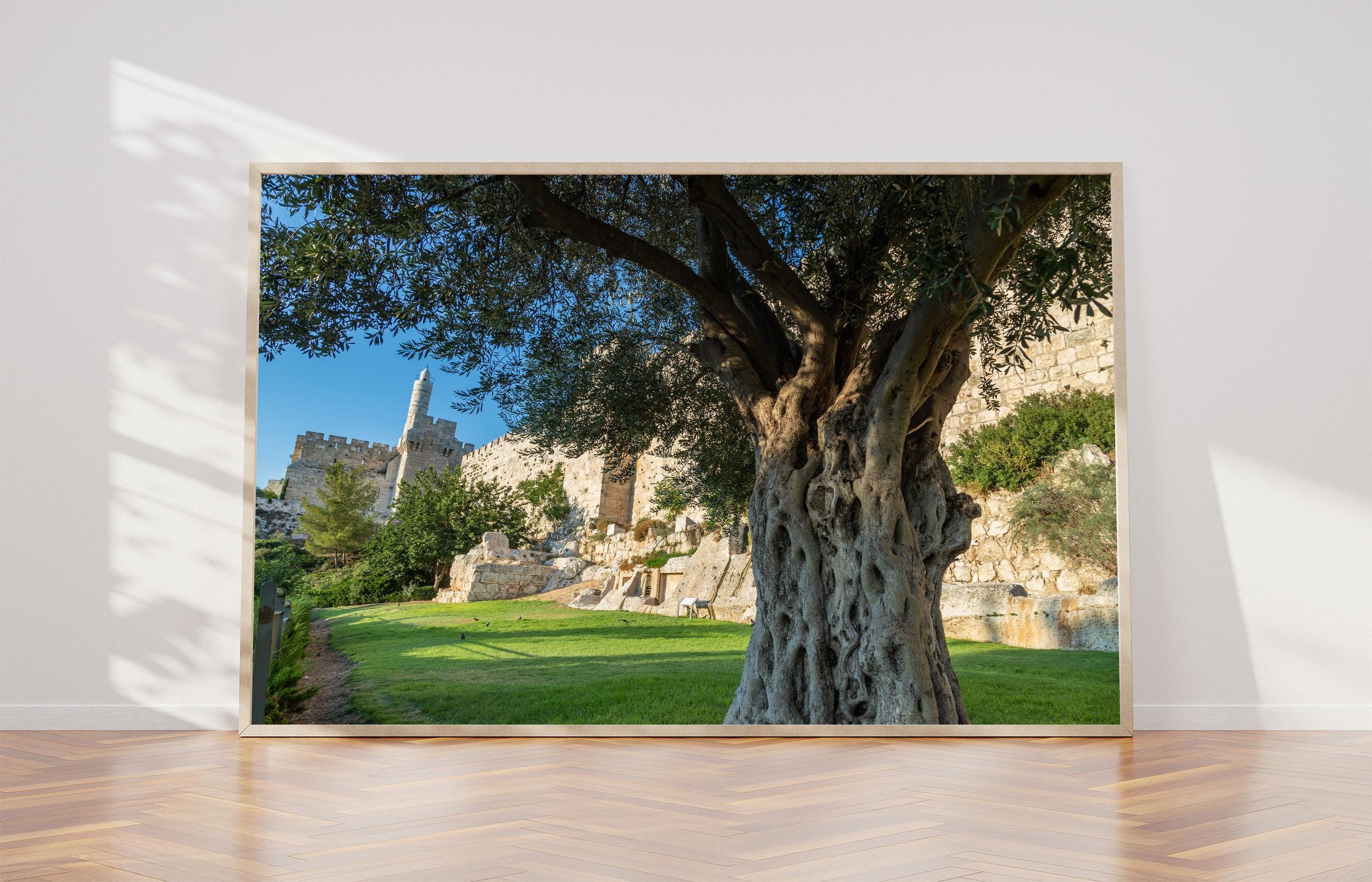 Jerusalem Old City Walls With Olive Tree & David Citadel