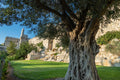 Jerusalem Old City Walls With Olive Tree & David Citadel