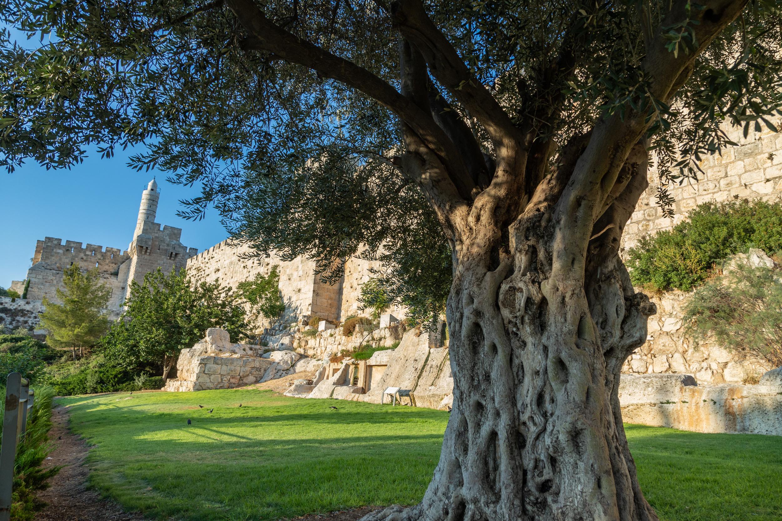 Jerusalem Old City Walls With Olive Tree & David Citadel