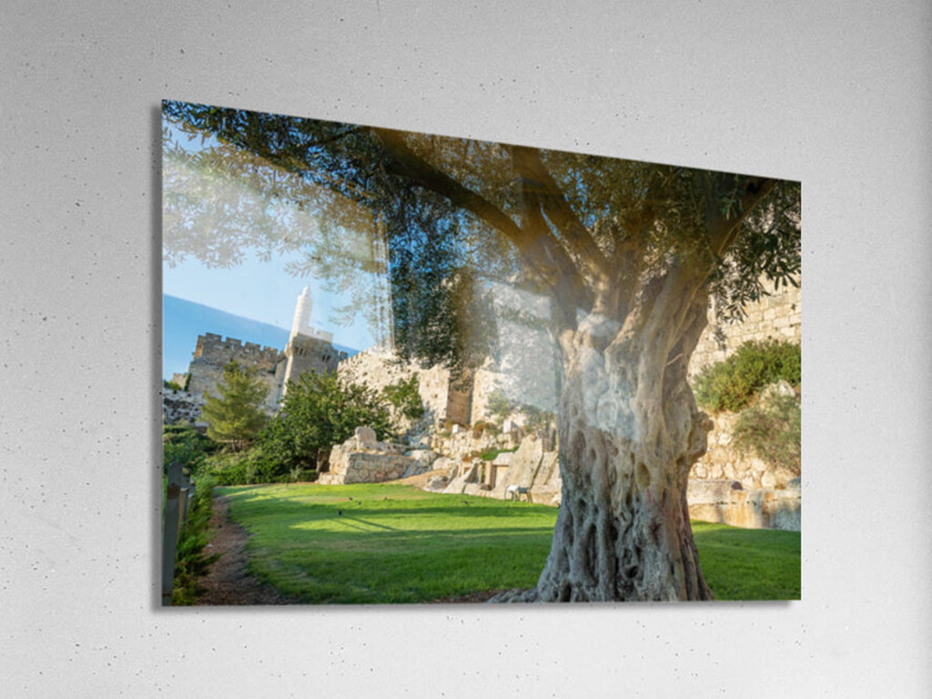 Jerusalem Old City Walls With Olive Tree & David Citadel