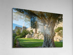 Jerusalem Old City Walls With Olive Tree & David Citadel