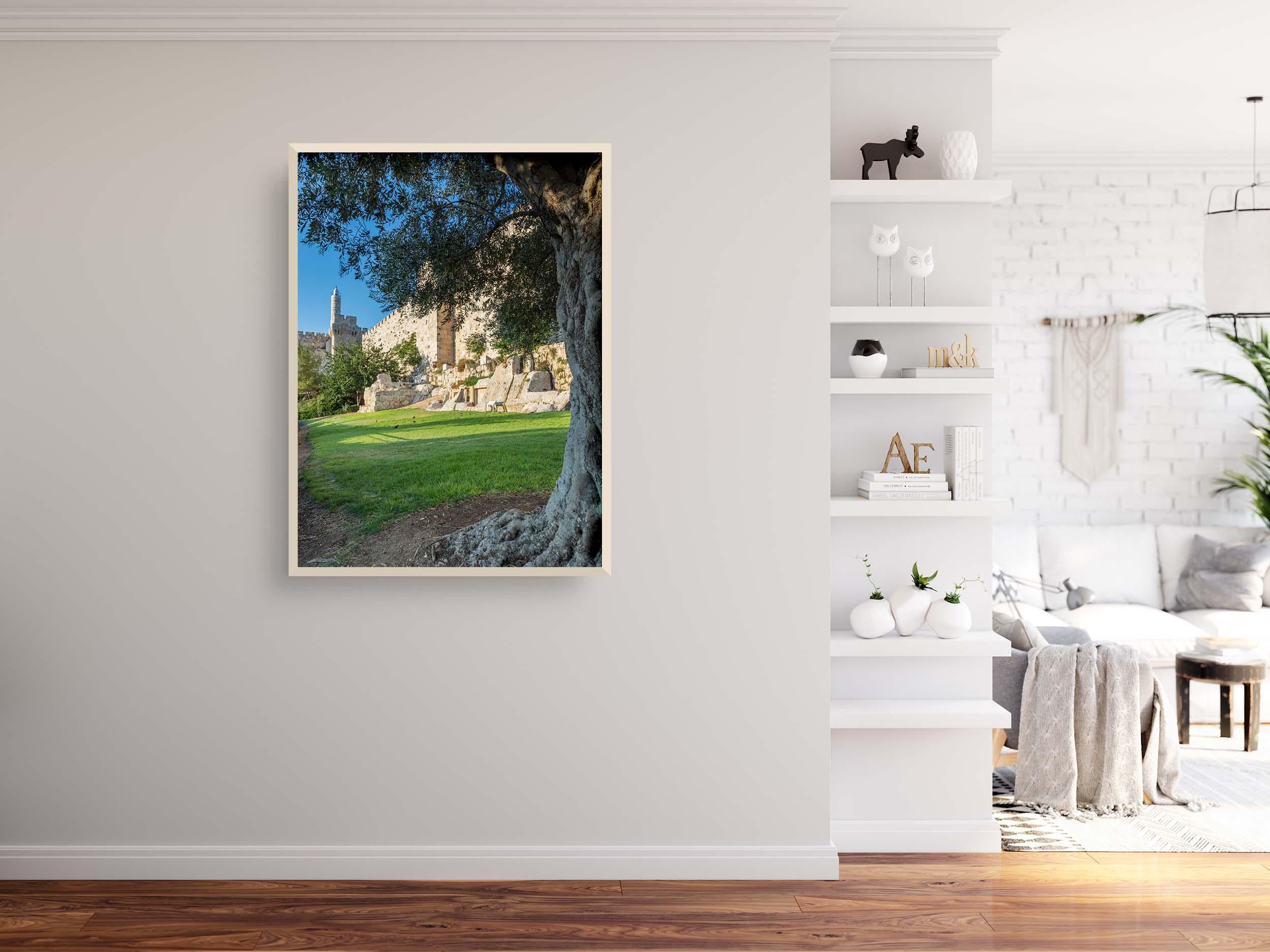 Olive Tree with Jerusalem Old City Walls & David Citadel