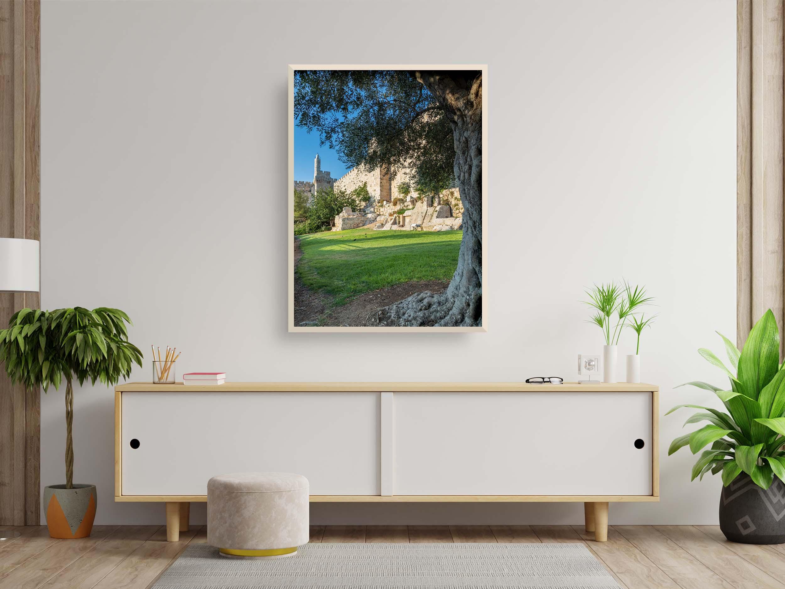 Olive Tree with Jerusalem Old City Walls & David Citadel