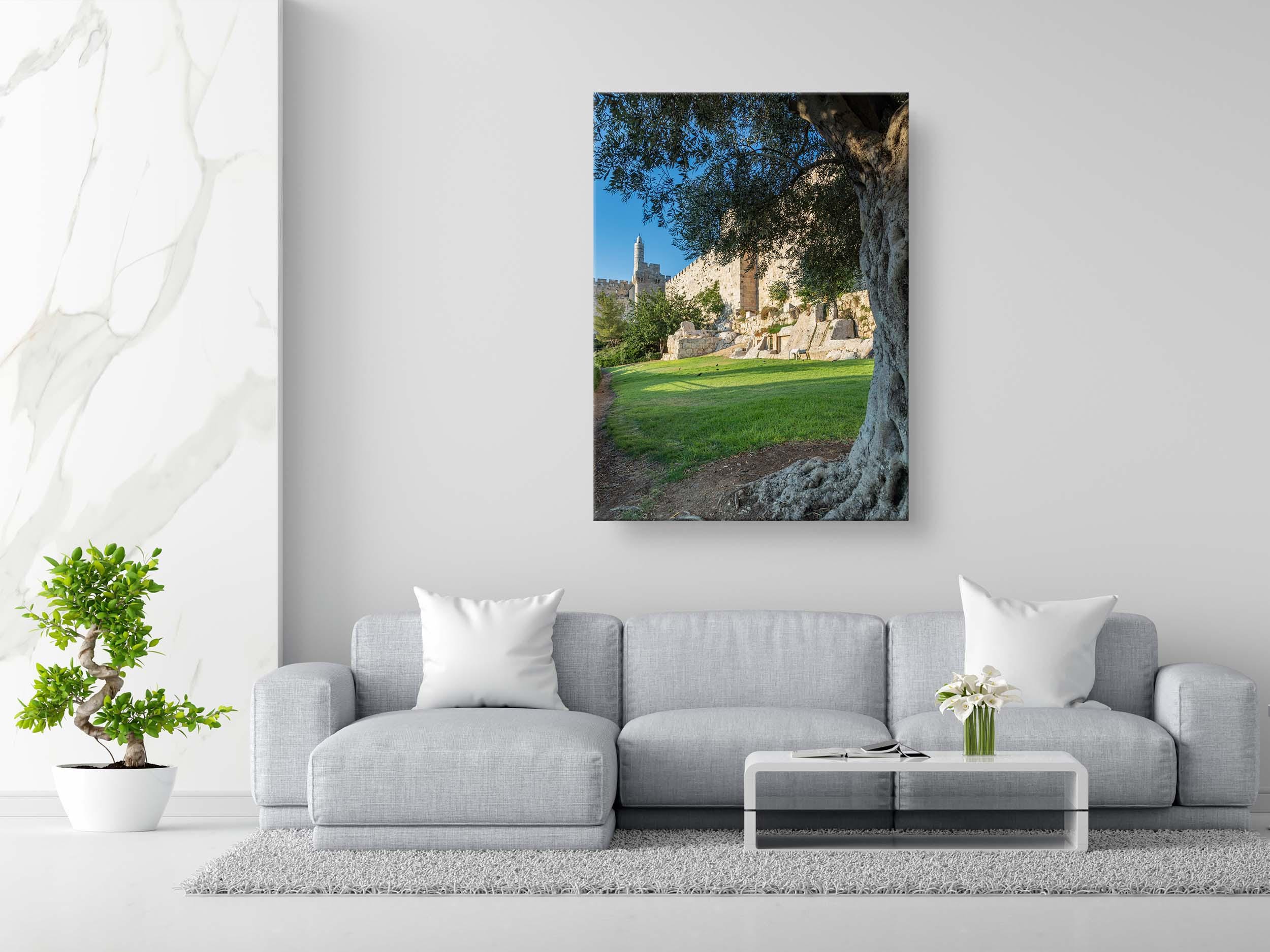 Olive Tree with Jerusalem Old City Walls & David Citadel